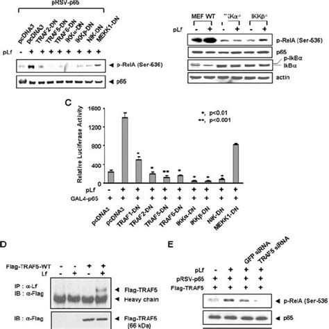 Traf Ikk Signaling Pathway In Lf Signaling Leading To Phosphorylation