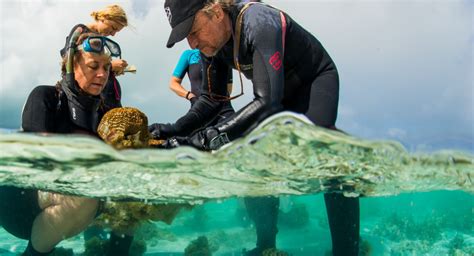 Restoring Coral Reefs Great Barrier Reef Foundation