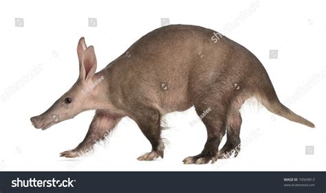 Aardvark Orycteropus 16 Years Old Walking Stock Photo 74569813