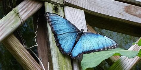 Fun Blue Morpho Facts For Kids | Kidadl