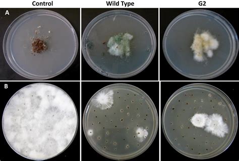 Frontiers A Novel Seed Dressing Formulation Based On An Improved