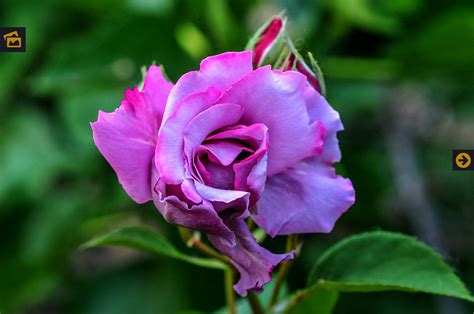 Details Plantas De Rosas Naturales Abzlocal Mx