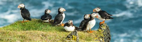 Puffin Tours in Iceland | Adventures.com