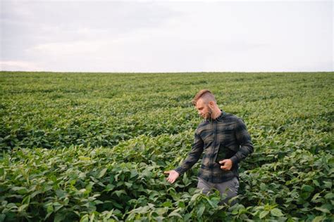 Agronomist Inspecting Soya Bean Crops Growing In The Farm Field Agriculture Production Concept