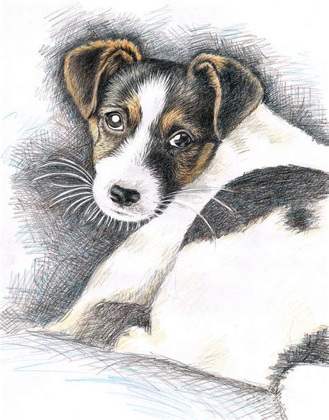 Jack Russell Terrier Drawing At Getdrawings Free Download