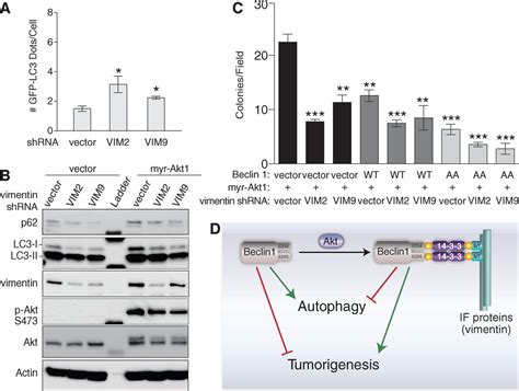 Akt Mediated Regulation Of Autophagy And Tumorigenesis Through Beclin