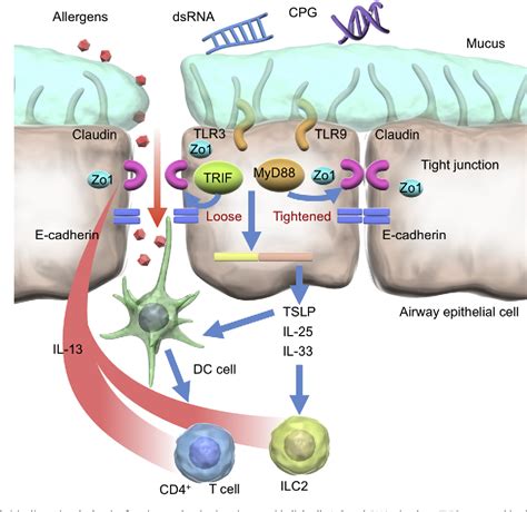 Figure From Role Of Airway Epithelial Barrier Dysfunction In