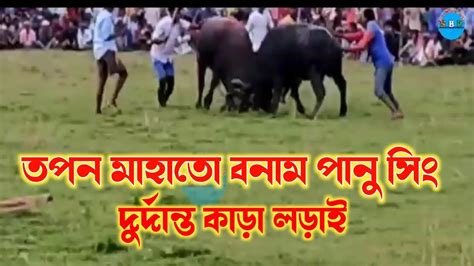 দুর্দান্ত কাড়া লড়াই 💥তপন মাহাতো বনাম পানু সিং 💥kara Lorai Tapan