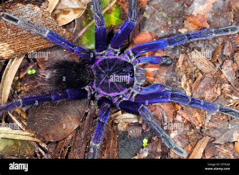 Blue tarantula rainforest hi-res stock photography and images - Alamy