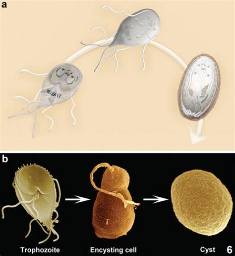 Giardia Lamblia Life Cycle