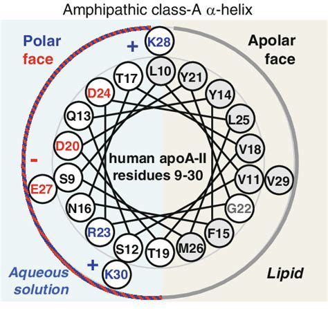 2 Amphipathic class A α helix is the major structural and functional