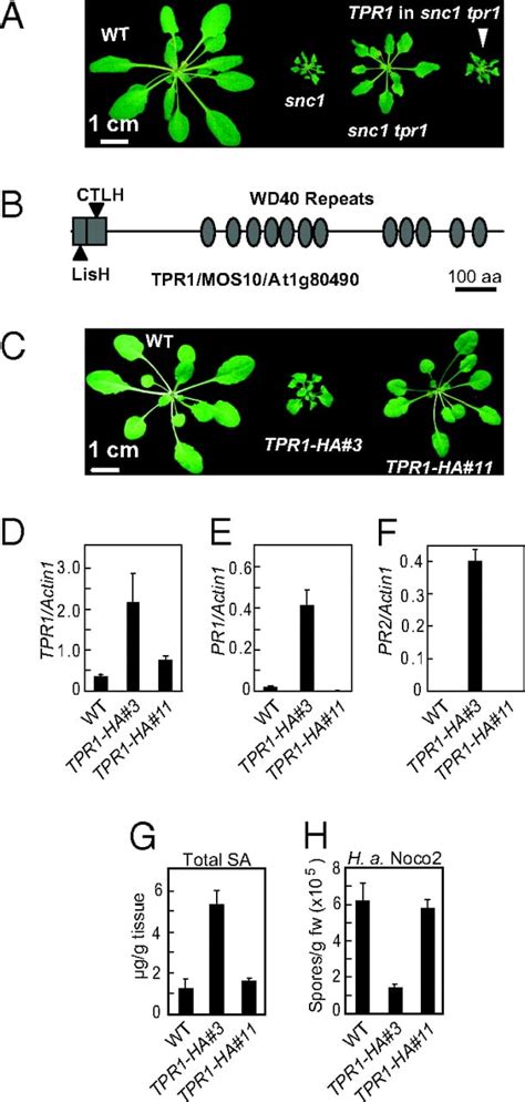 Arabidopsis Resistance Protein SNC1 Activates Immune Responses Through