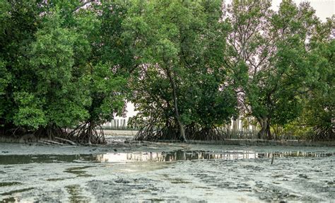 Green mangrove forest and mudflat at the coast. Mangrove ecosystem