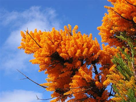 Esperance Wildflowers Nuytsia Floribunda Wa Christmas Tree