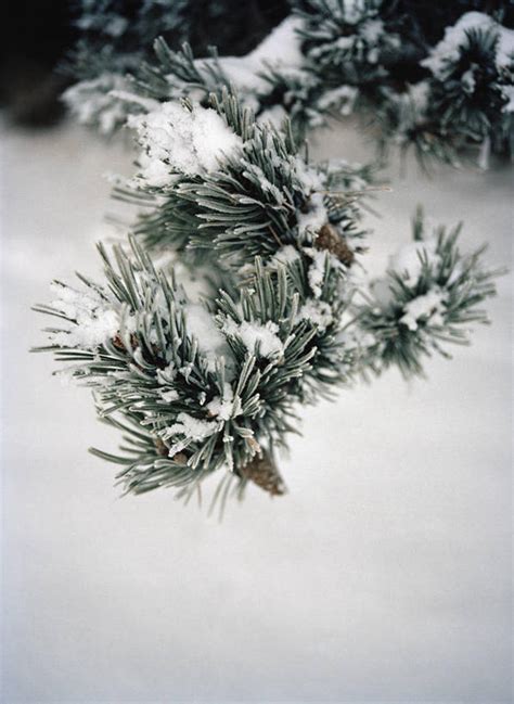 无人竖图俯视室外特写白天美景雪植物大雪叶子朦胧模糊积雪景观雪景冬季冬天坚果果实绿叶松果树树木