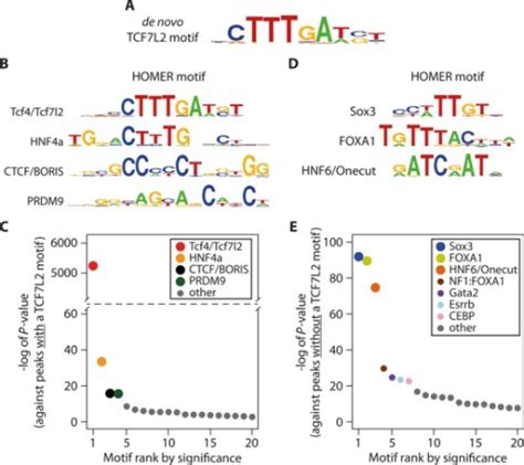 Motif Enrichment At TCF7L2 Binding Sites Depends On The Open I