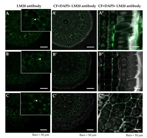 Distribution Of Lm20 Epitope In Cross Sections In Differentiated Zone