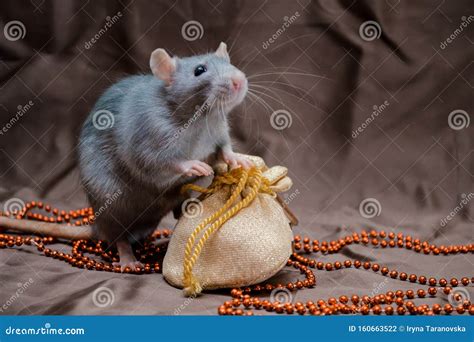 Blue Irish Domestic Cute Rat On Brown Background Sits Near New Year Bag