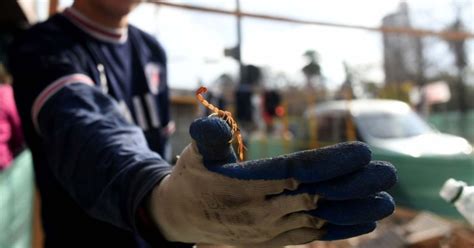 Llega El Verano Y La Temporada De Alacranes Los Consejos De Los