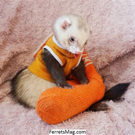 Pin By Tracey Tuggle On Baby Girl Baby Ferrets Funny Ferrets Cute