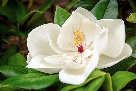 Magnolia | Description, Flower, Tree, & Facts | Britannica