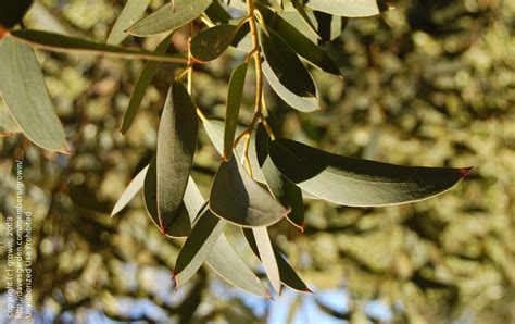 Plantfiles Pictures Eucalyptus Species Alpine Snow Gum Snow Gum Tree