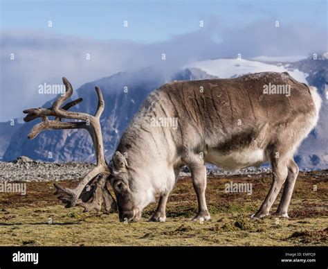 Wild Arctic reindeer in natural habitat Stock Photo - Alamy