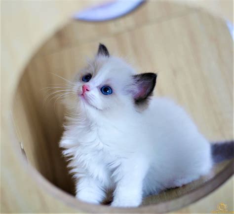 Tìm hiểu về giống mèo Ragdoll