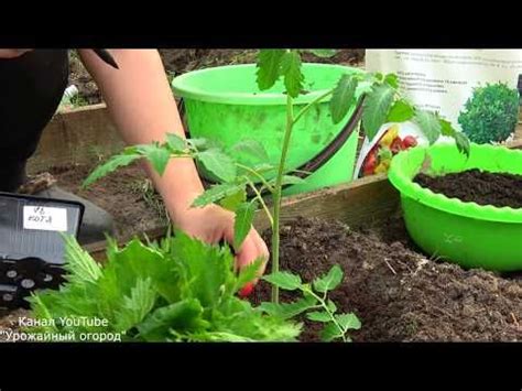 СДЕЛАЙТЕ ЭТО ПРИ ПОСАДКЕ ТОМАТОВ!БЕСПЛАТНОЕ УДОБРЕНИЕ!!! | Farm gardens ...