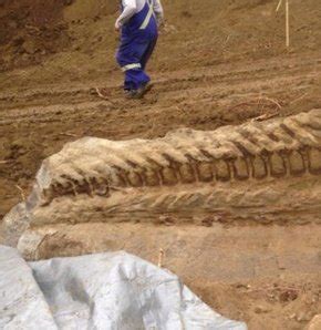 Boru hattı inşaatından ikinci dinazor fosili bulundu