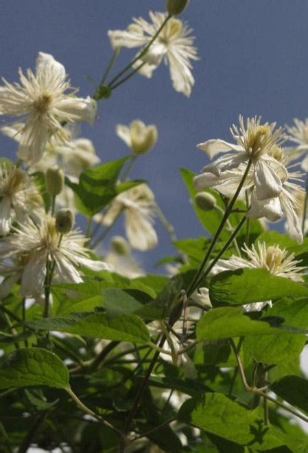 Clematis Summer Snow Paul Farges Summer Snow Clematis Diggin It