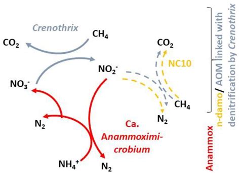 Bg Biogeochemical Evidence Of Anaerobic Methane Oxidation And Anaerobic Ammonium Oxidation In