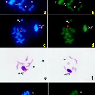 PDF Species Specific Sex Chromosome Behaviour And Banding Patterns In Three Largid Species