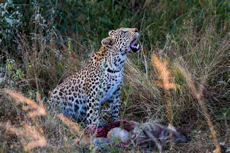 Wildlife Conservation in Namibia - Creatives for Conservation