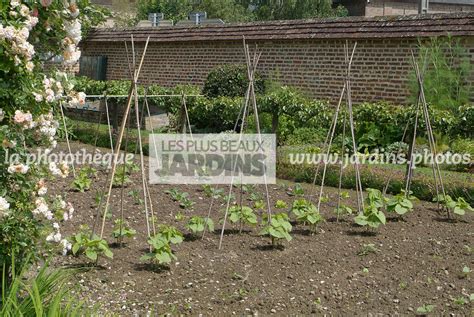 La Phototh Que Les Plus Beaux Jardins Jeune Potager Tuteur Les