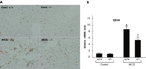 Effect Of Tumour Necrosis Factor Receptor Tnfr Deficiency On