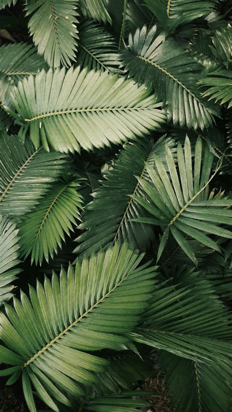 tropical leaves pictures   images  unsplash