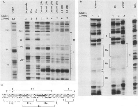 Dnase I Footprint Analysis Of The Proximal C Promoter Footprinting