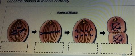 Label the phases of mitosis correctly. Stages of Mitosis [algebra]