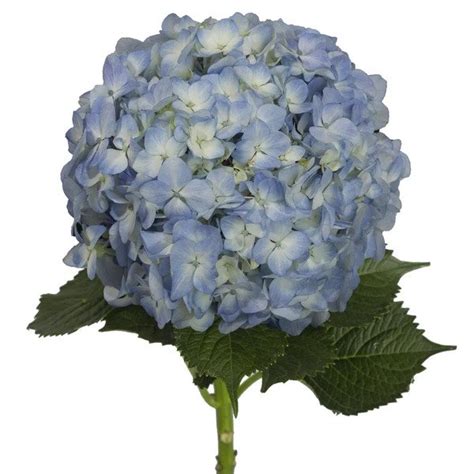 Blue Natural Hydrangeas Your Rose Guy