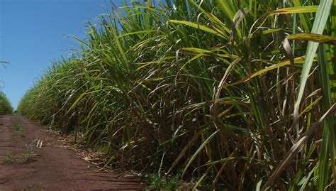 Pre O Do Etanol Cai Em Agosto Aponta Cepea Agro Em Campo