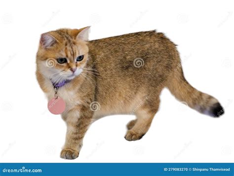 Un Gato Camina Sobre Un Fondo Blanco Y Aislado Foto De Archivo Imagen