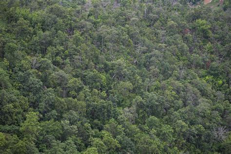 Aerial View Forest Trees Background Jungle Nature Green Tree On The