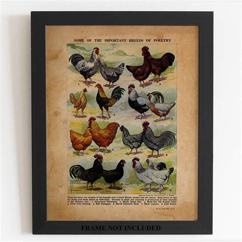 Chicken Poster chicken Breeds poultry Breeds Art poultry Artwork ...