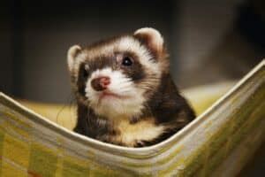 List of All Ferret Breeds! - Ferret Colors, Types and Patterns