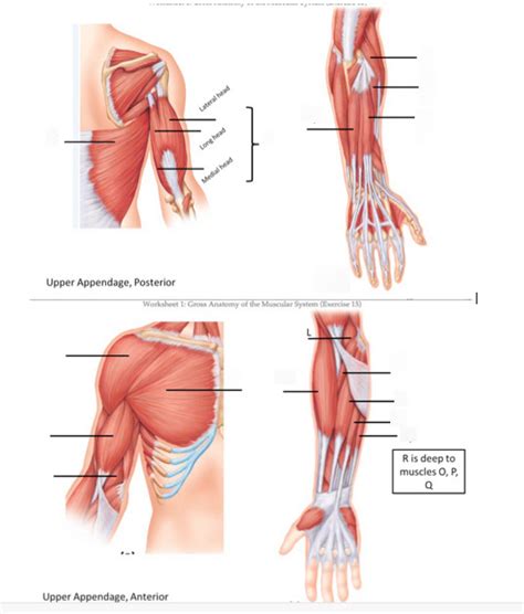 Muscles Of The Upper Extremities Diagram Quizlet