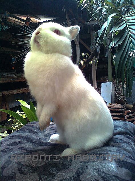 Komposisi Kelinci Netherland Dwarf Yang True Dwarf - gemarkelinci ...