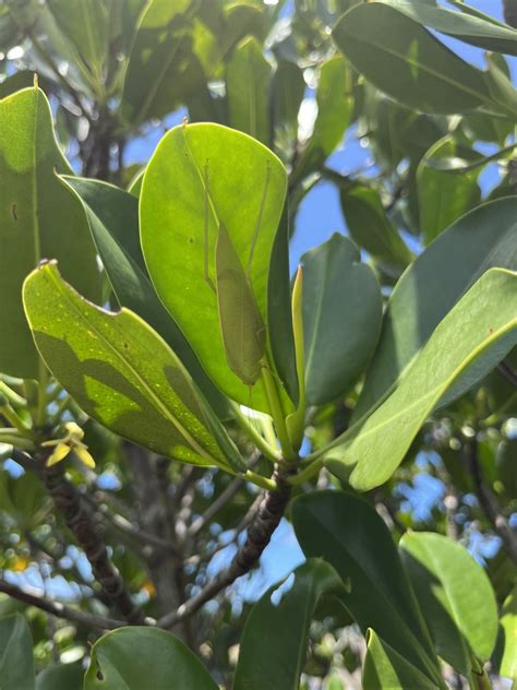 Phaulula Daitoensis In August By Nakatada Wachi Inaturalist