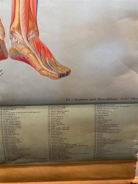 S Skeleton And Musculature Chart Denoyer Geppert Anatomy Series