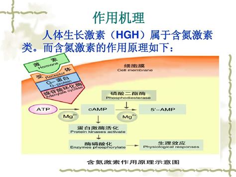 Hghhgh生长激素干细胞word文档在线阅读与下载无忧文档